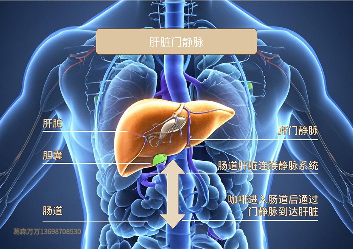 《葛森疗法白皮书》 葛森疗法 第15张